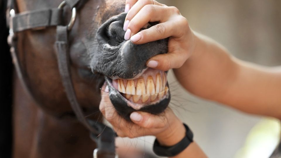 Hästens tänder