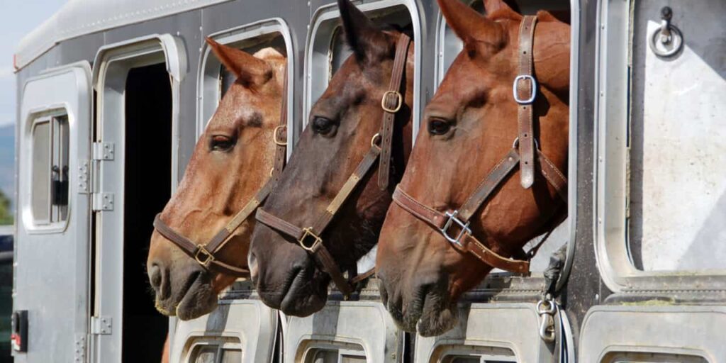 Transportera sjuka eller skadade hästar