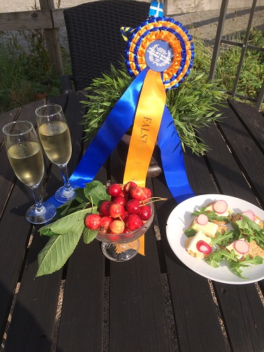 falsterbo horse show,
