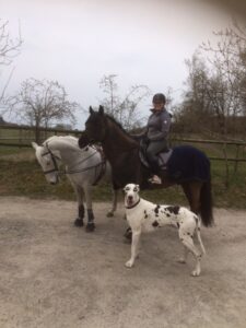 hästar och hund