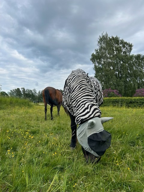 Heljar i Zebradrakt